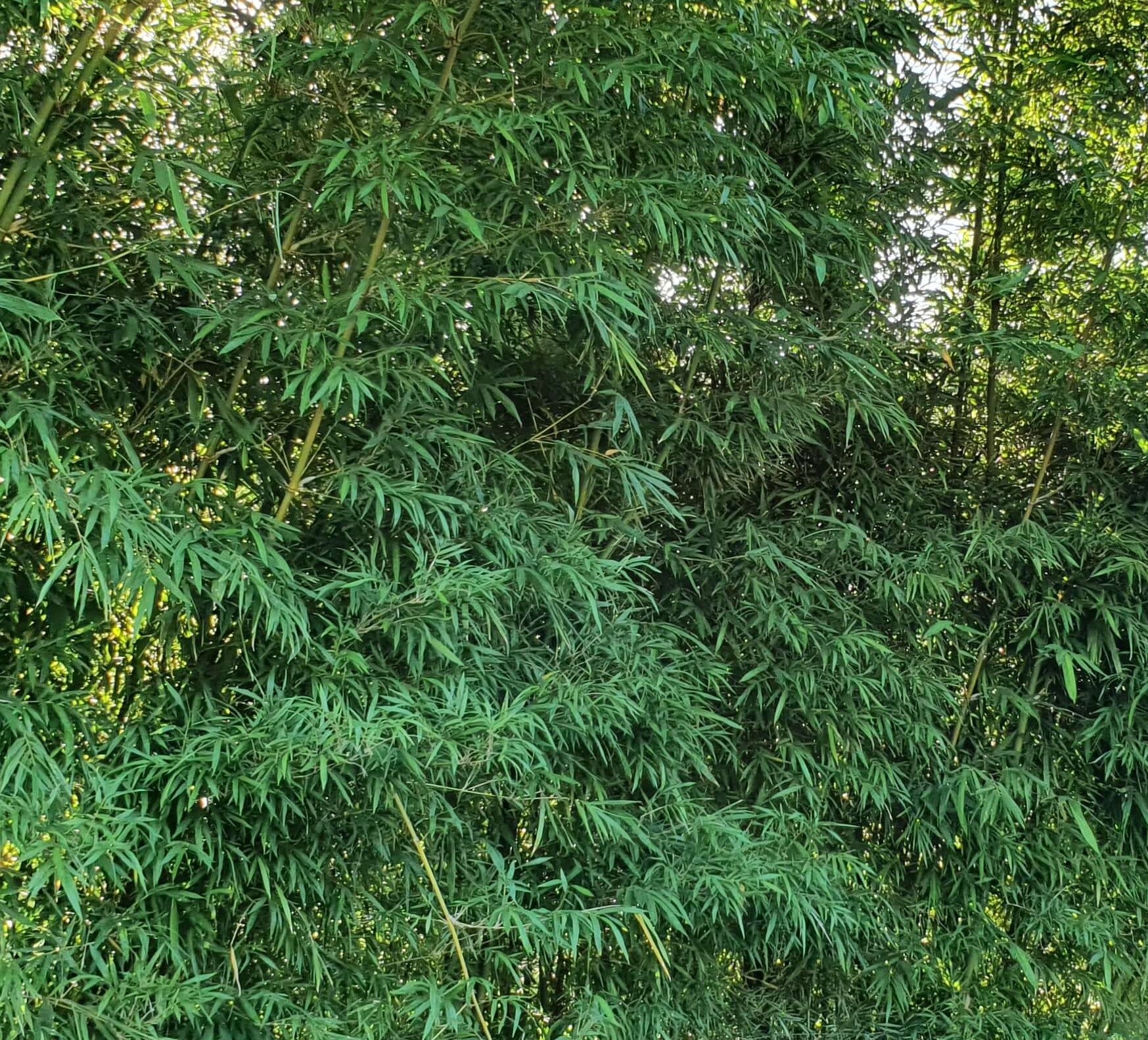 Bambusa species ★ DWARF BAMBOO