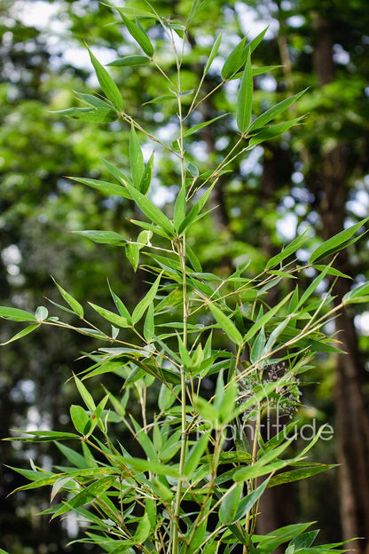 Bambusa species ★ DWARF BAMBOO