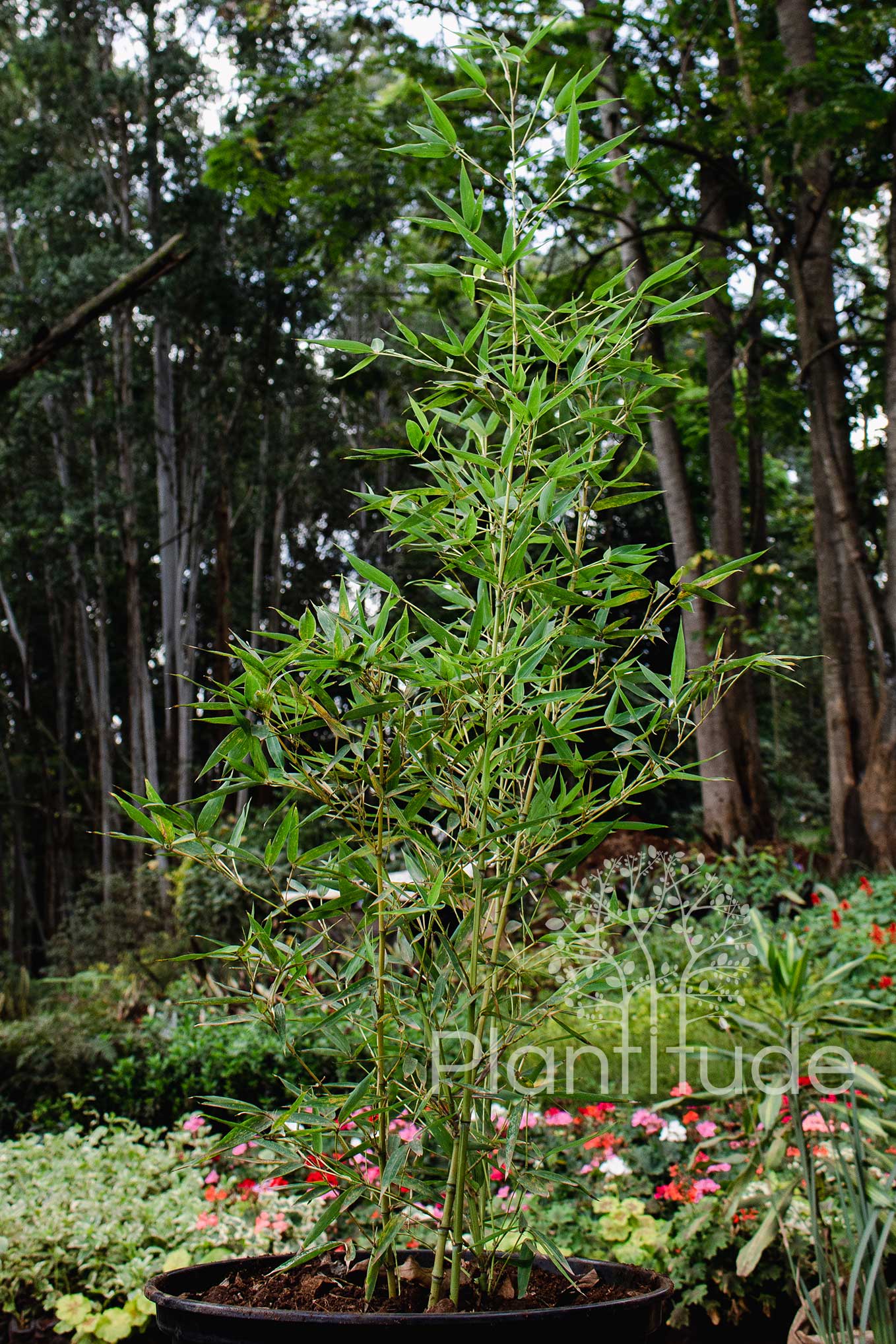Bambusa species ★ DWARF BAMBOO