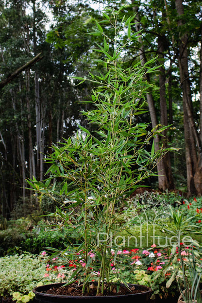 Bambusa species ★ DWARF BAMBOO