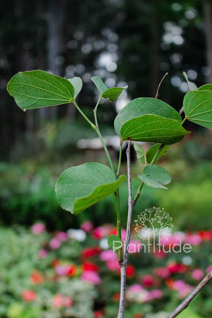 Bauhinia variegata ★ ORCHID TREE