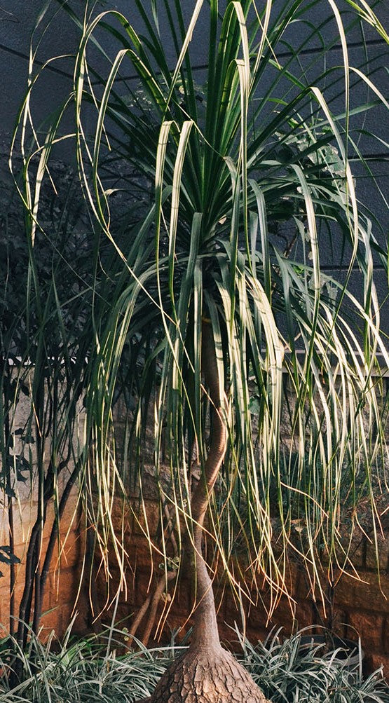Beaucarnea recurvata  ★ PONYTAIL PALM