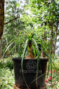 Beaucarnea recurvata  ★ PONYTAIL PALM