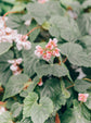 Begonia semperflorens ★ WAX BEGONIA
