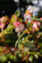 Begonia semperflorens ★ WAX BEGONIA