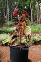 Begonia semperflorens ★ WAX BEGONIA