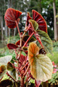 Begonia semperflorens ★ WAX BEGONIA