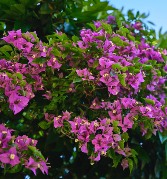 Bougainvillea glabra ★ BOUGAINVILLEA