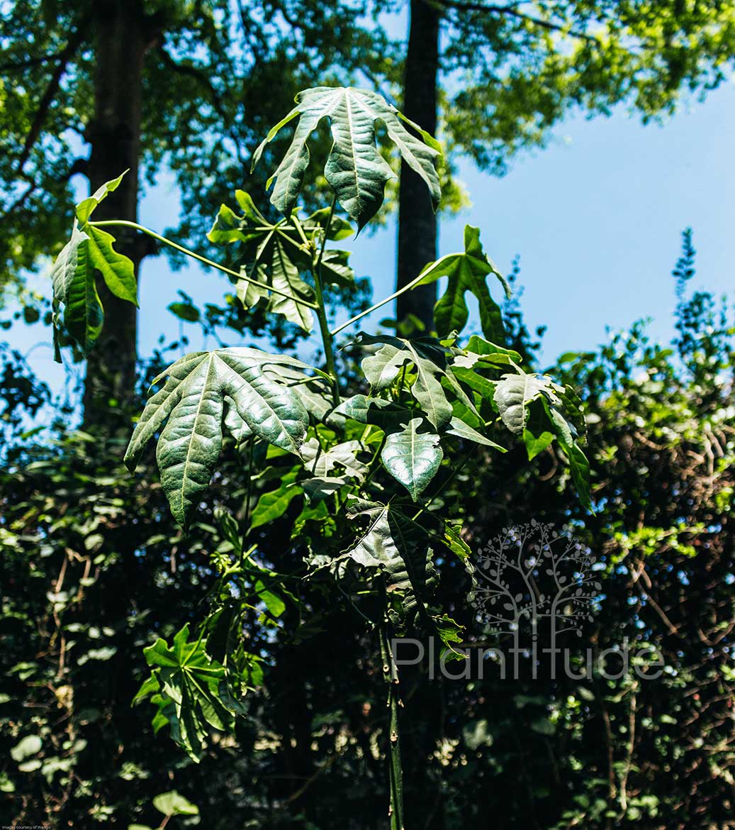 Brachychiton acerifolius ★ FLAME TREE