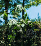Brachychiton acerifolius ★ FLAME TREE