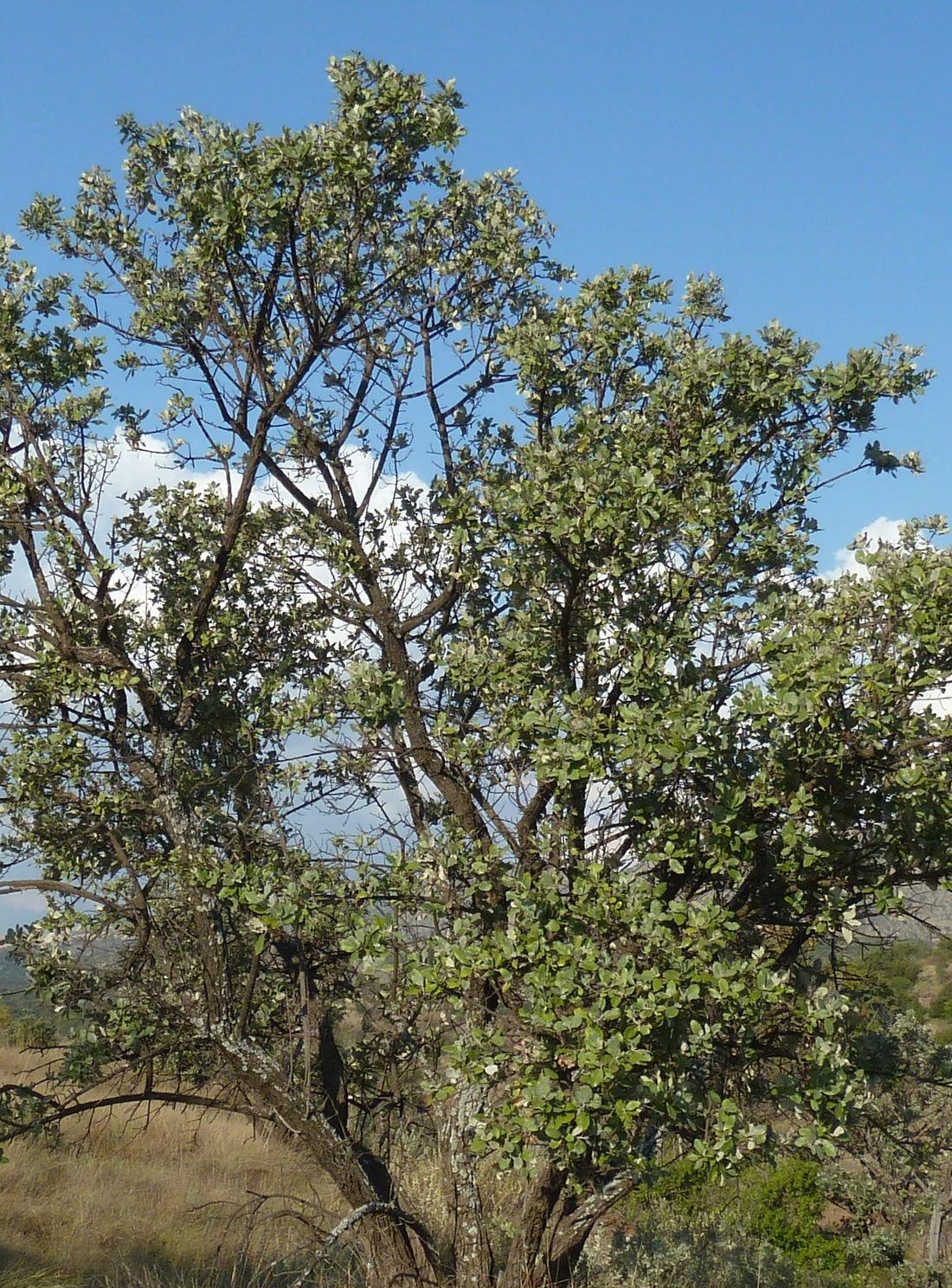 Brachylaena huillensis ★ SILVER OAK