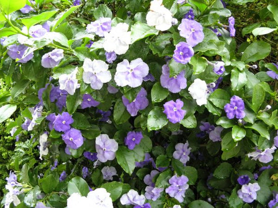 Brunfelsia pauciflora ★ YESTERDAY TODAY TOMORROW