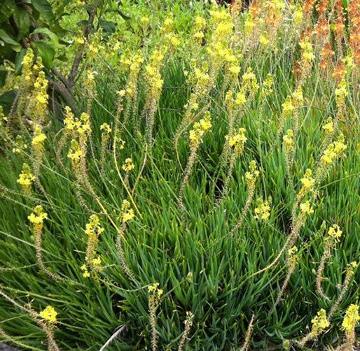 Bulbine frutescens ★ STALKED BULBINE
