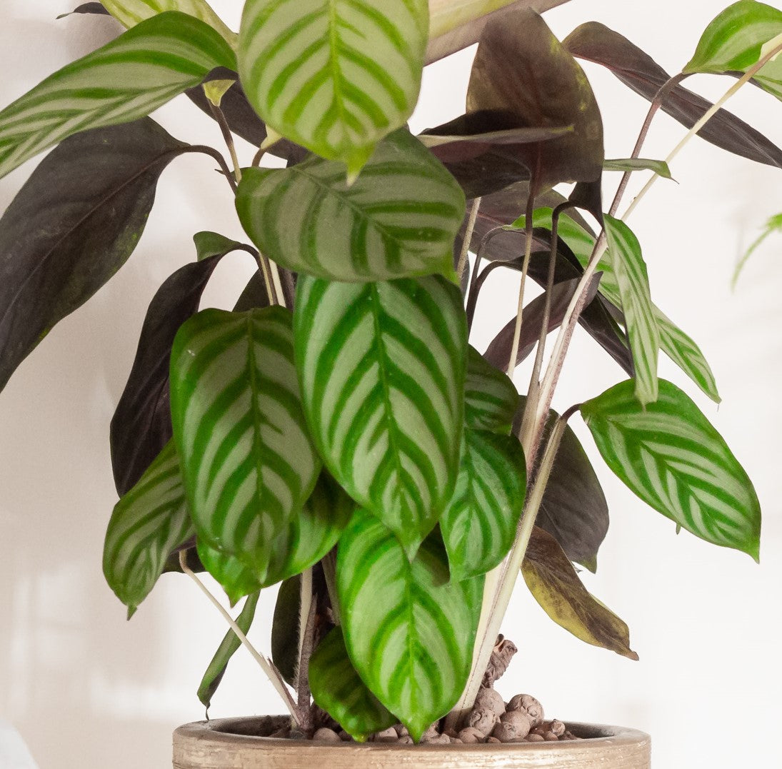 Calathea setosa ★ PRAYER PLANT