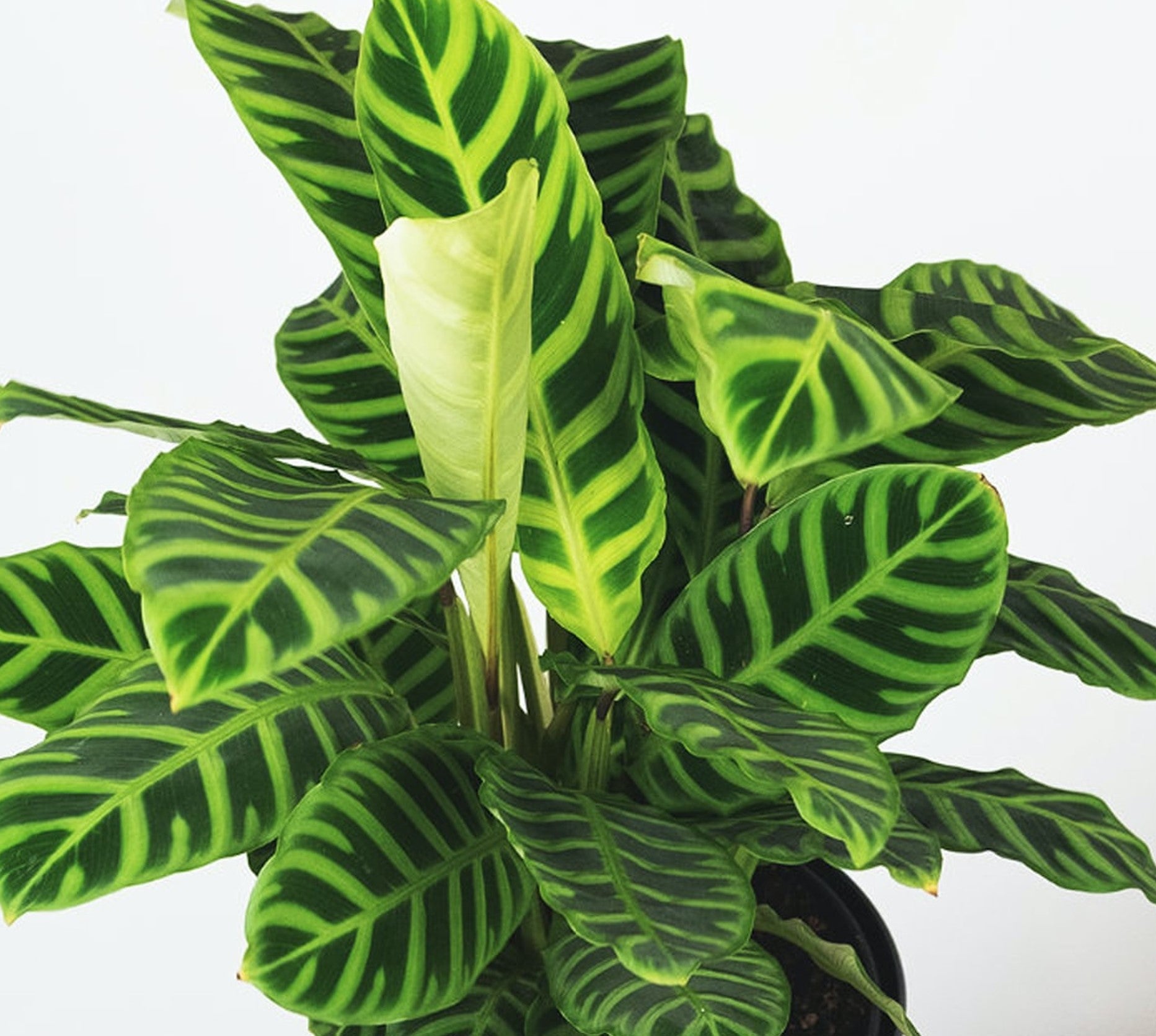 Calathea zebrina ★ ZEBRA PLANT