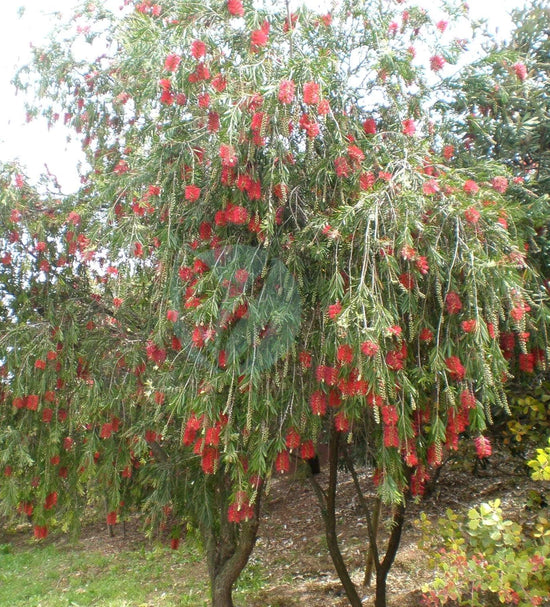 Callistemon viminalis ★ WEEPING BOTTLEBRUSH
