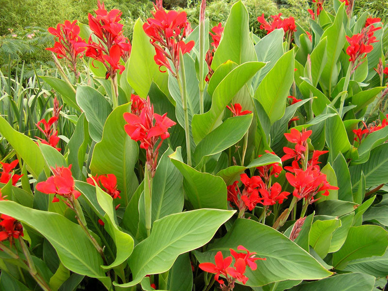 Canna indica ★ CANNA LILY