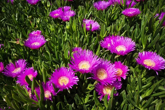 Carpobrotus glaucescens ★ HOTTENTOT FIG