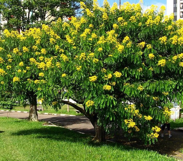 Cassia spectabilis ★ SPECTACULAR CASSIA