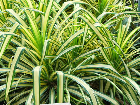 Chlorophytum comosum ★ SPIDER PLANT