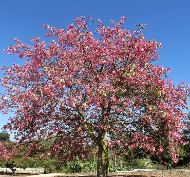 Chorisia speciosa ★ FLOSS SILK OAK