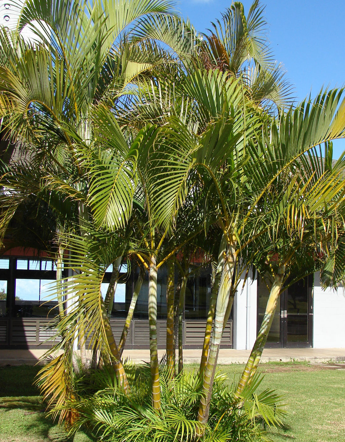 Chrysalidocarpus lutescens  ★ GOLDEN PALM