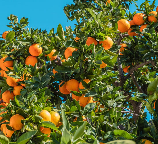 Citrus sinensis ★ LOCAL GRAFTED ORANGE