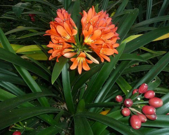 Clivia miniata ★ BUSH LILY