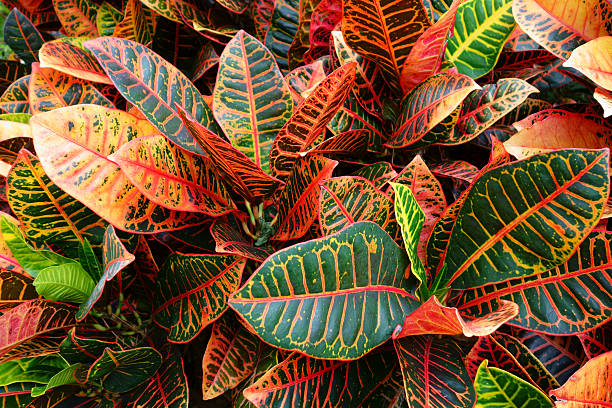 Codiaeum variegatum ★ CROTON