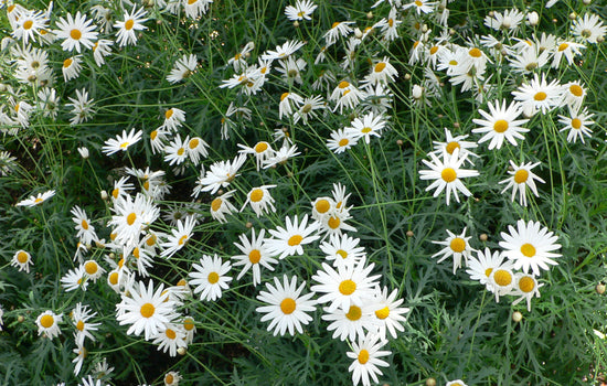 Colorweis argyranthemum ★ CHRYSANTHEMUM