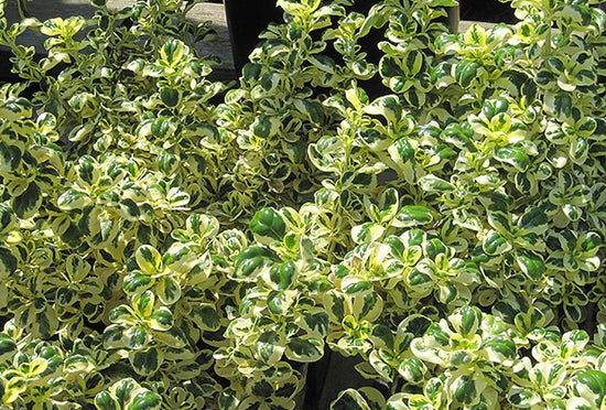 Coprosma repens variegated ★ MIRROR BUSH