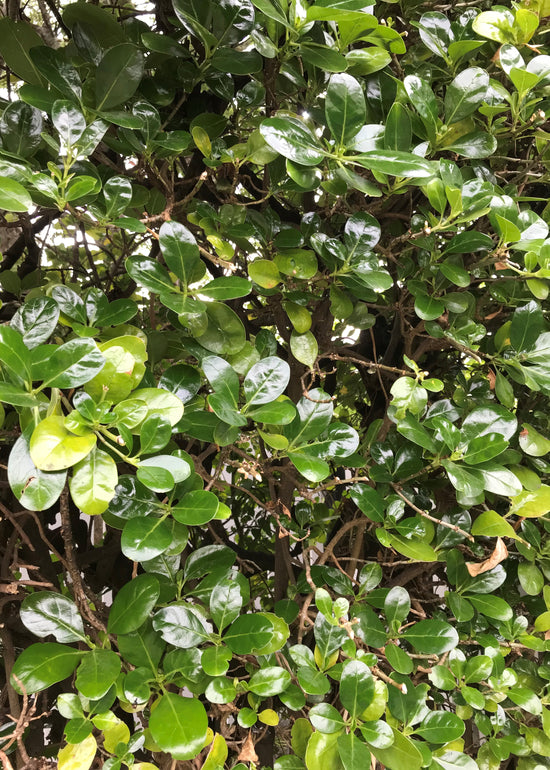 Coprosma repens ★ MIRROR BUSH