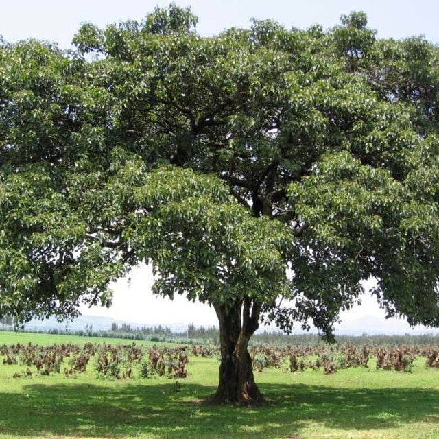 Cordia africana ★ LARGE LEAVED CORDIA