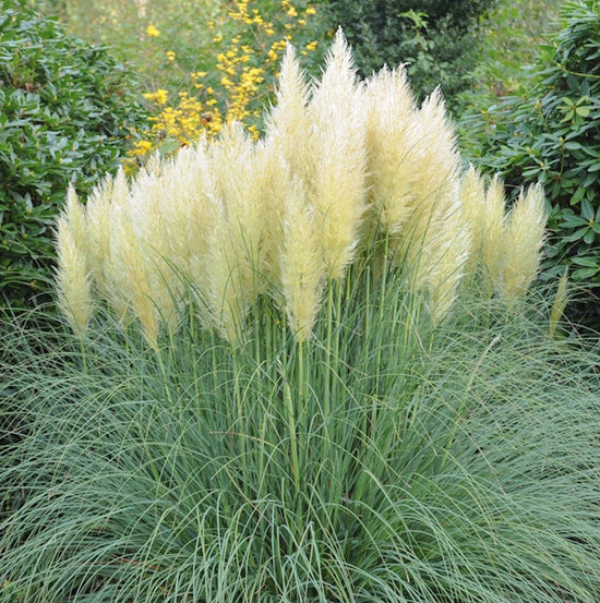 Cortaderia selloana ★ PAMPAS GRASS
