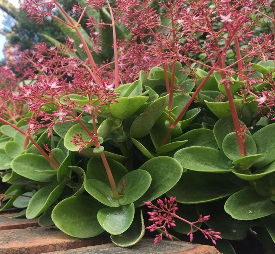 Crassula multicava ★ FAIRY CRASSULA