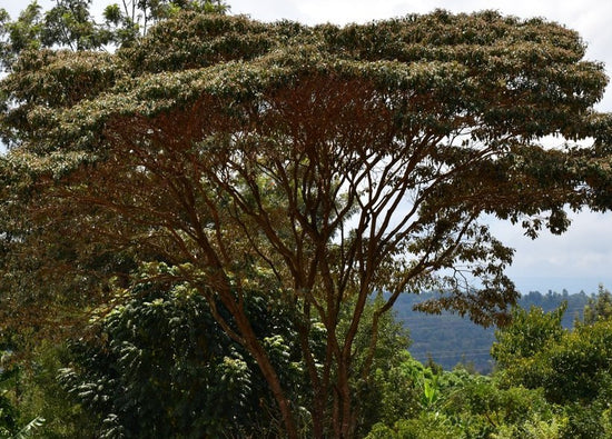 Croton megalocarpus ★ CROTON TREE