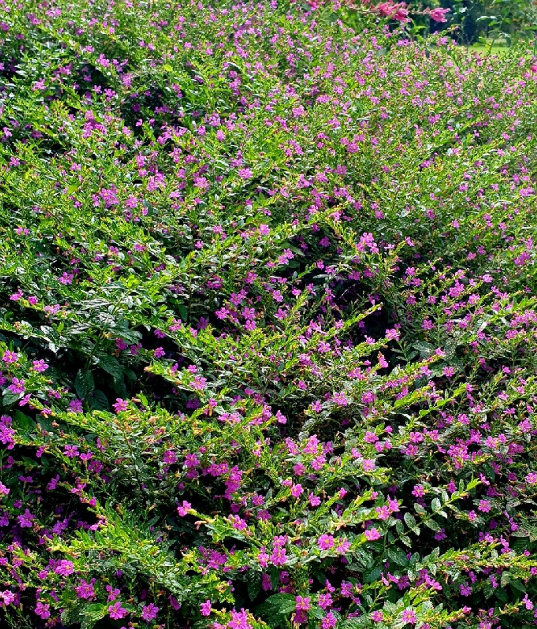 Cuphea hyssopifolia  ★ FALSE HEATHER
