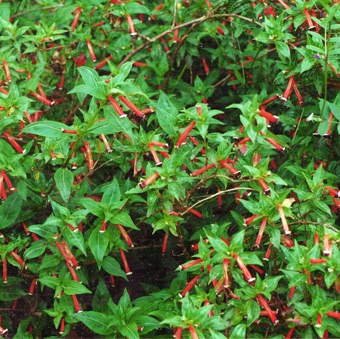 Cuphea ignea  ★ CIGAR PLANT