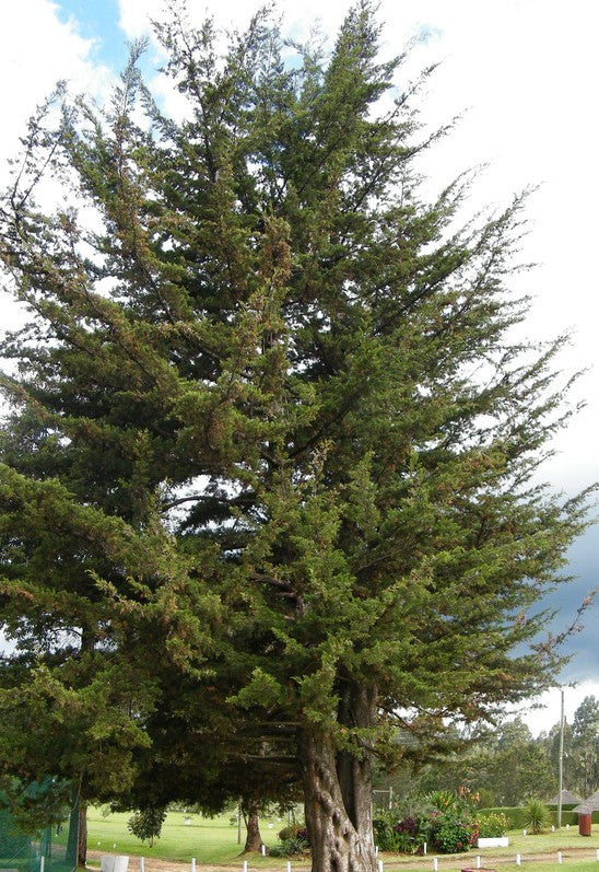 Cupressus lusitanica ★ CYPRESS