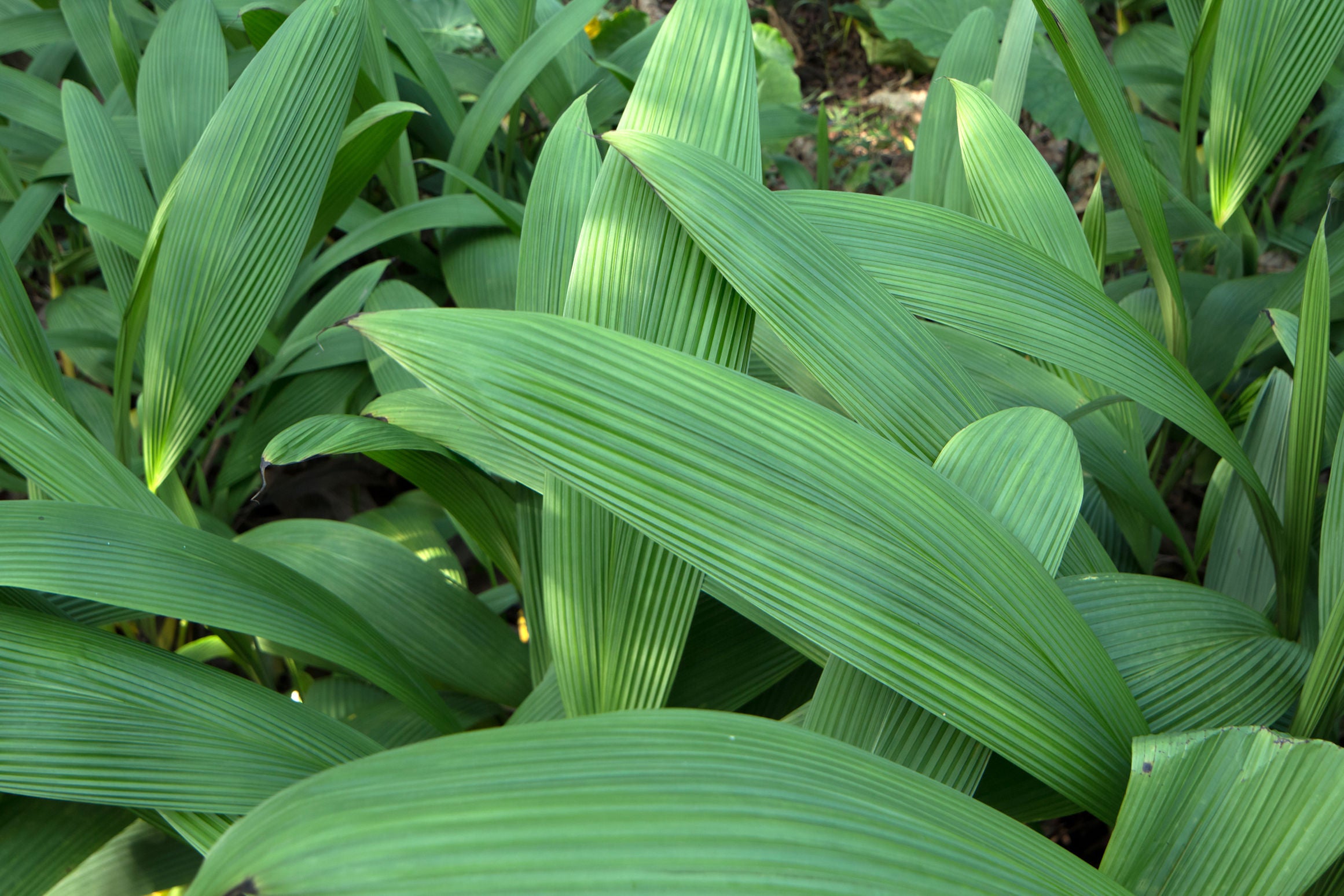 Curculigo latifolia ★ GROUND ORCHID