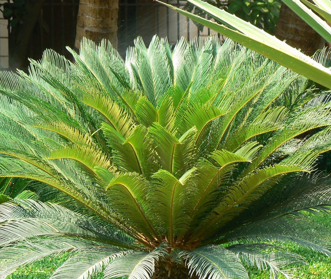 Cycas revoluta ★ SAGO PALM