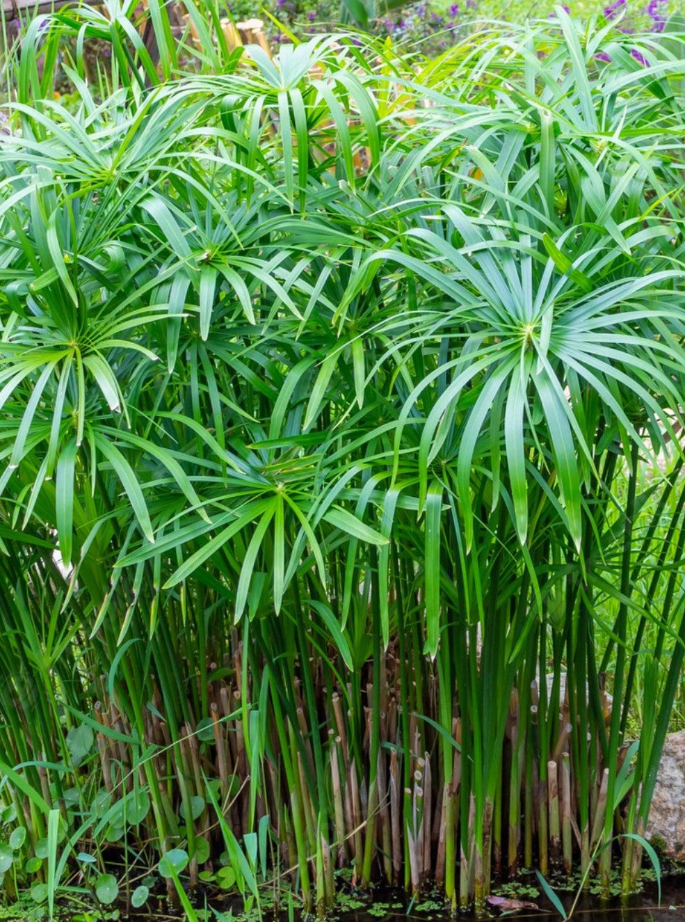 Cyperus papyrus ★ PAPYRUS SEDGE