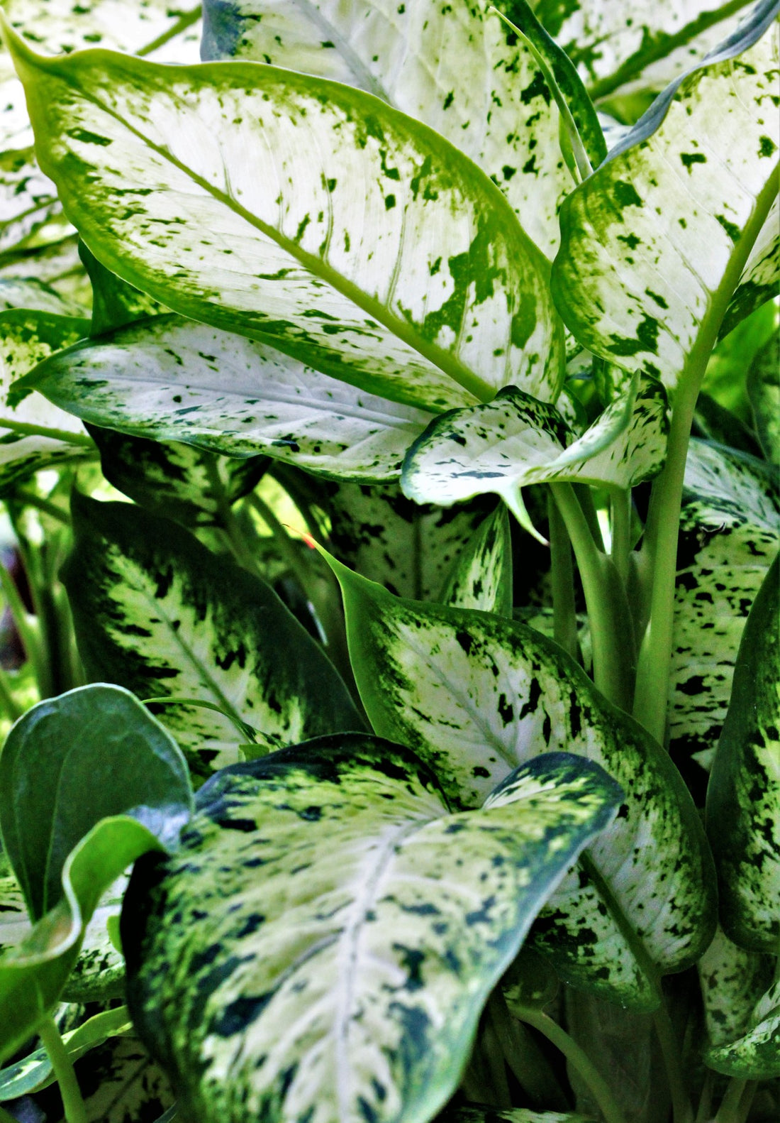 Dieffenbachia amoena ★ DUMB CANE