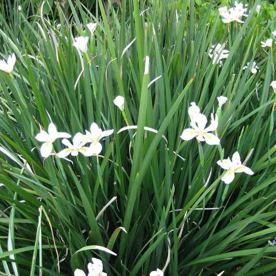 Dietes vegeta ★ AFRICAN IRIS