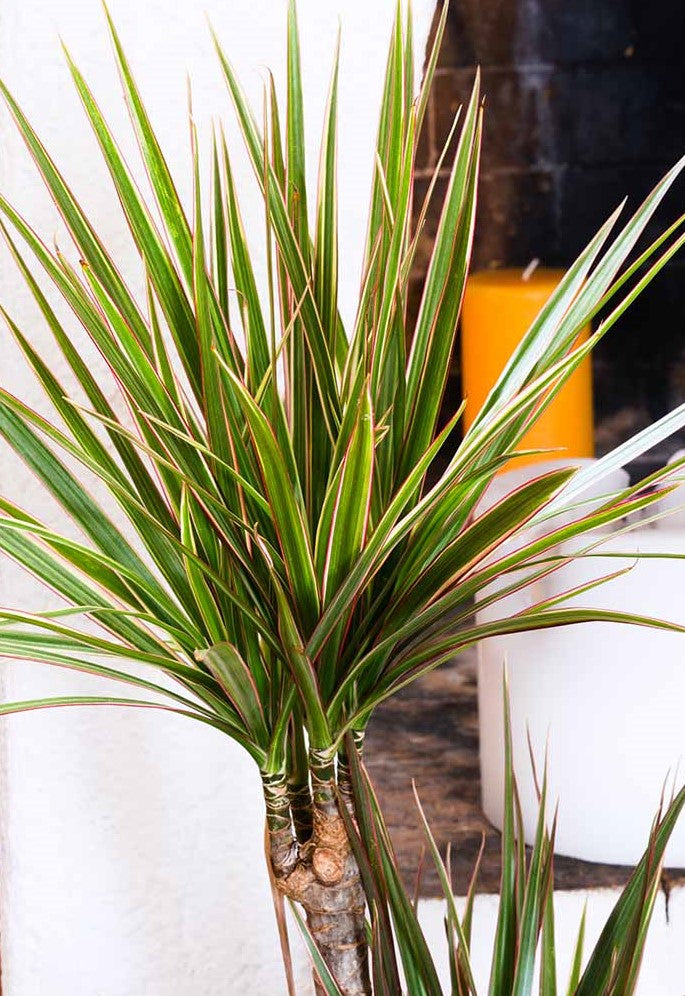 Draceana marginata ★ DRAGON PLANT