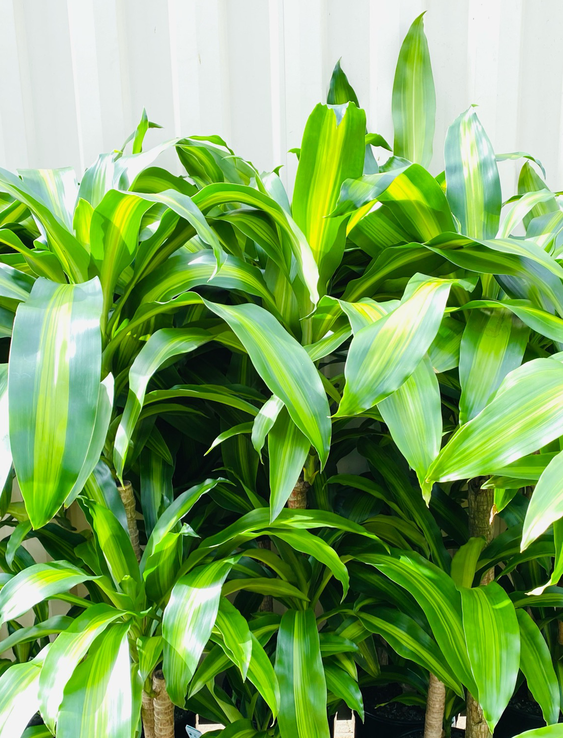 Draceana fragrans ★ MASS CANE