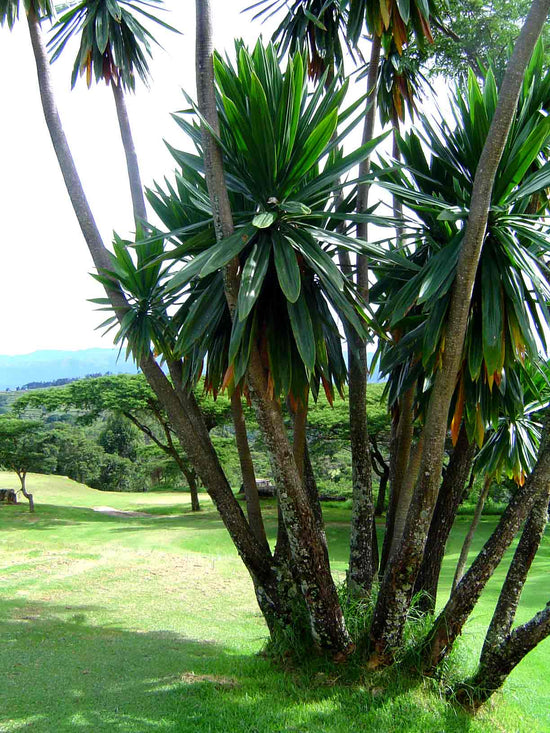 Draceana steudneri ★ DRAGON TREE