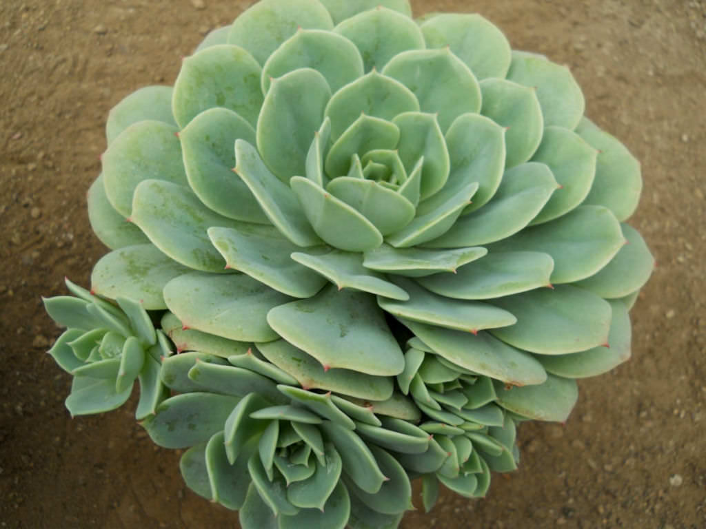Echeveria &
