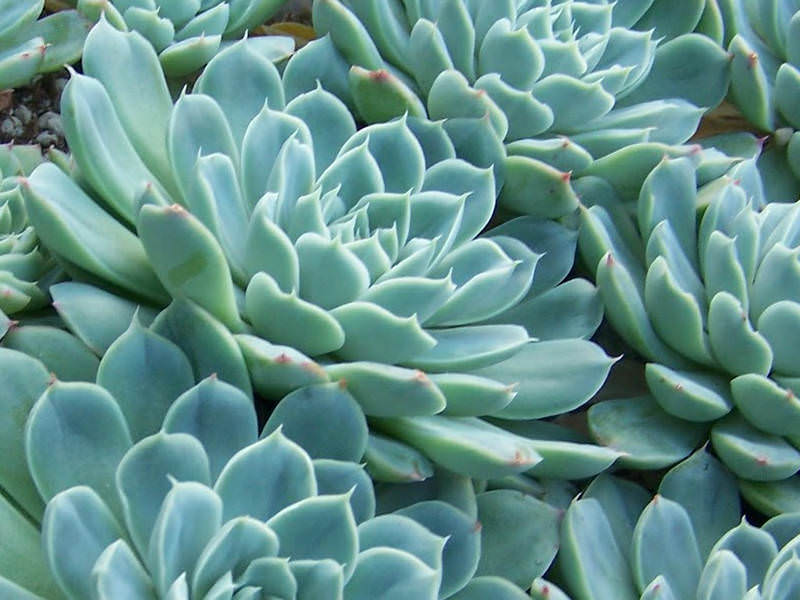 Echeveria elegans ★ MEXICAN SNOWBALL