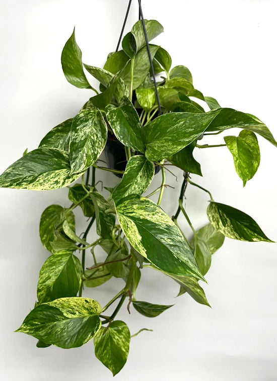 Epipremnum aureum ★ MONEY PLANT